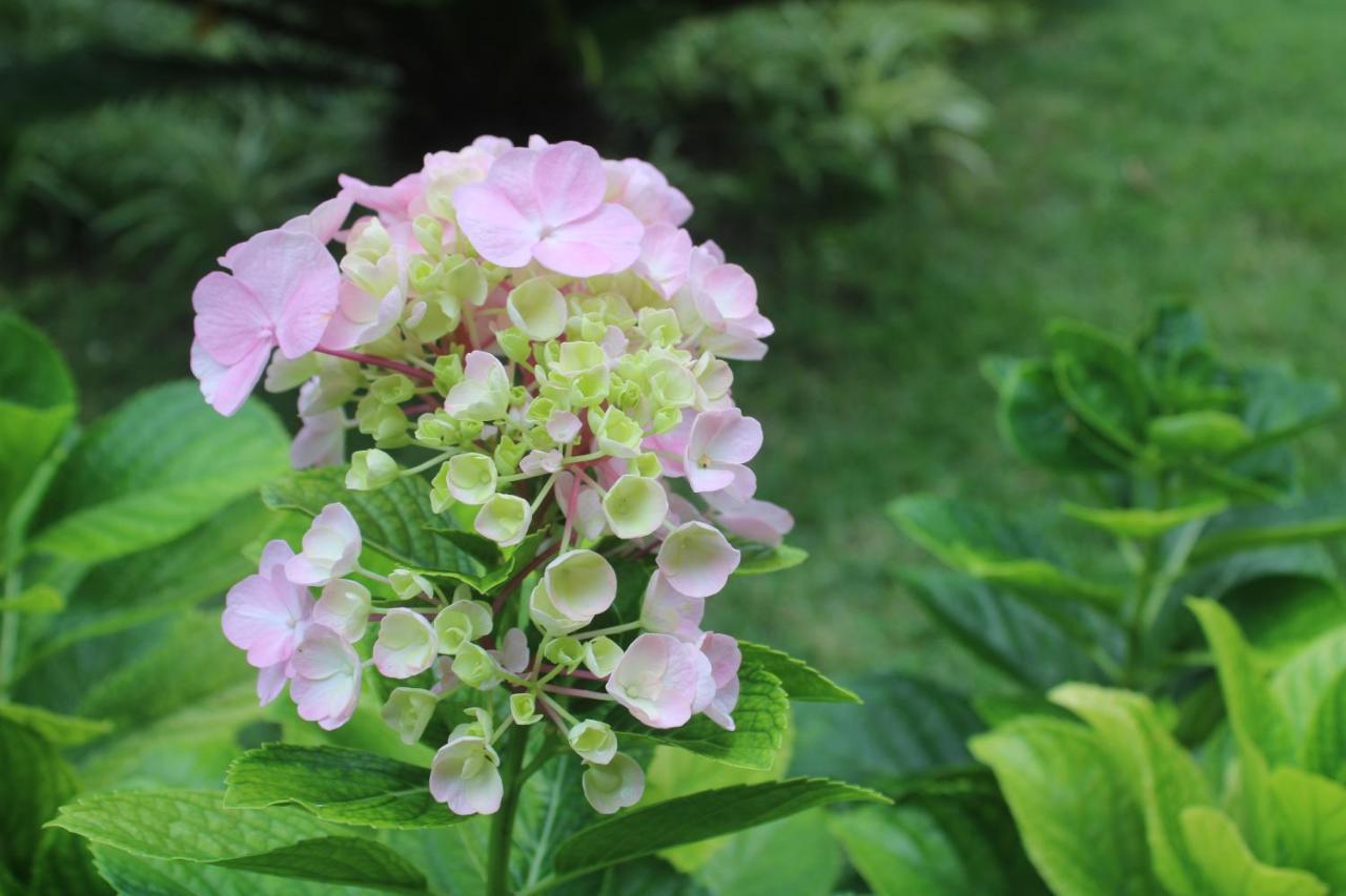 Hotel Cantinho Das Flores Guaramiranga Zewnętrze zdjęcie